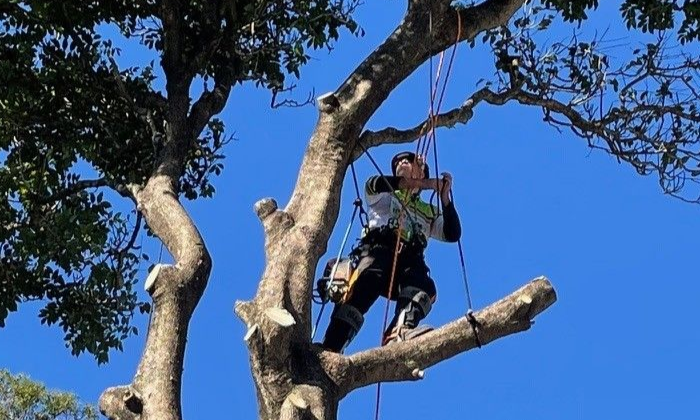 Tree Trimming Carina