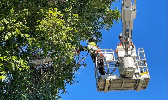 Tree trimming and pruning service Jimboomba backyard