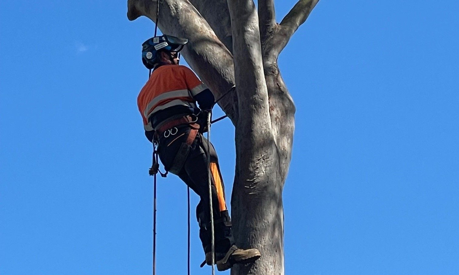 Tree Removal in Burpengary by Treepeeps Tree Removal Burpengary