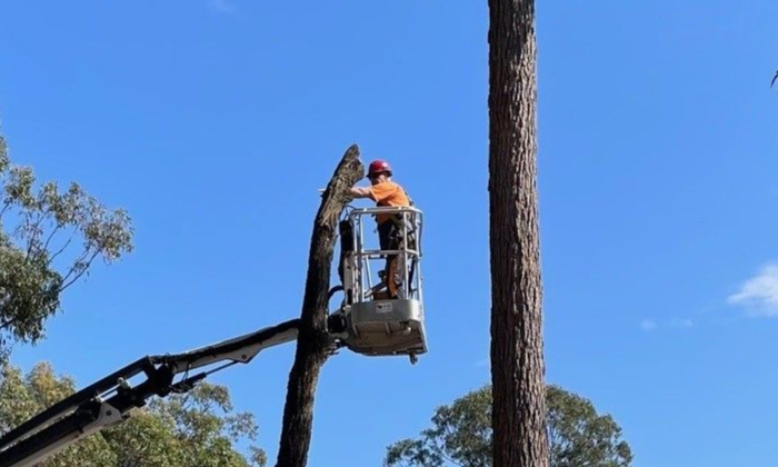 tree removal greenbank