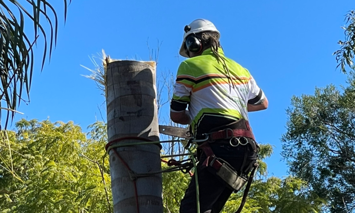 Tree Removal