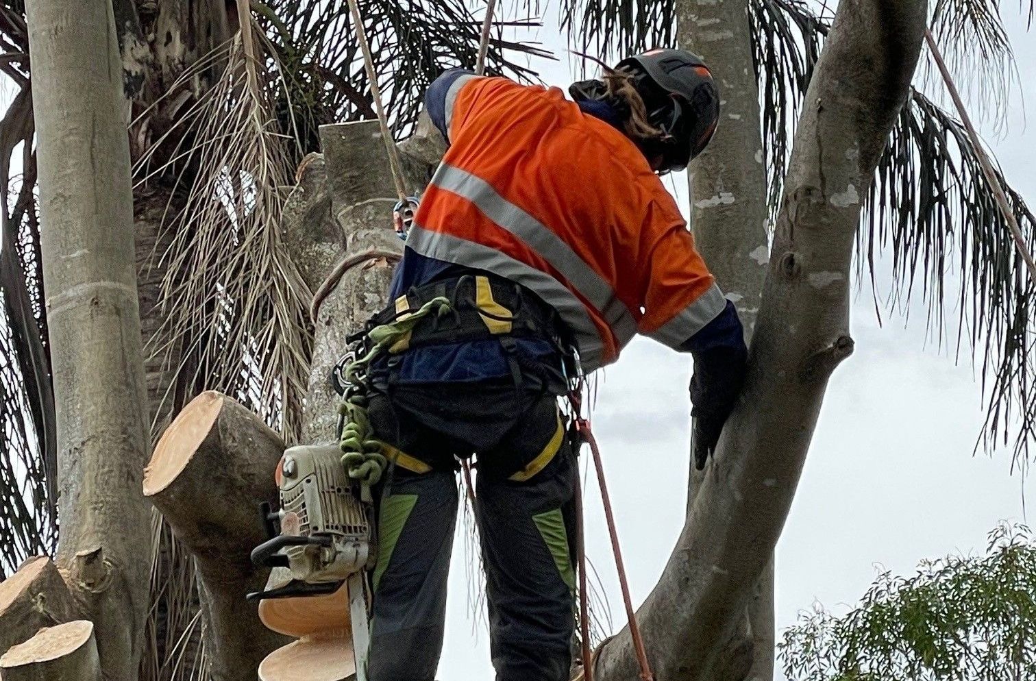 Tree Trimming Belmont