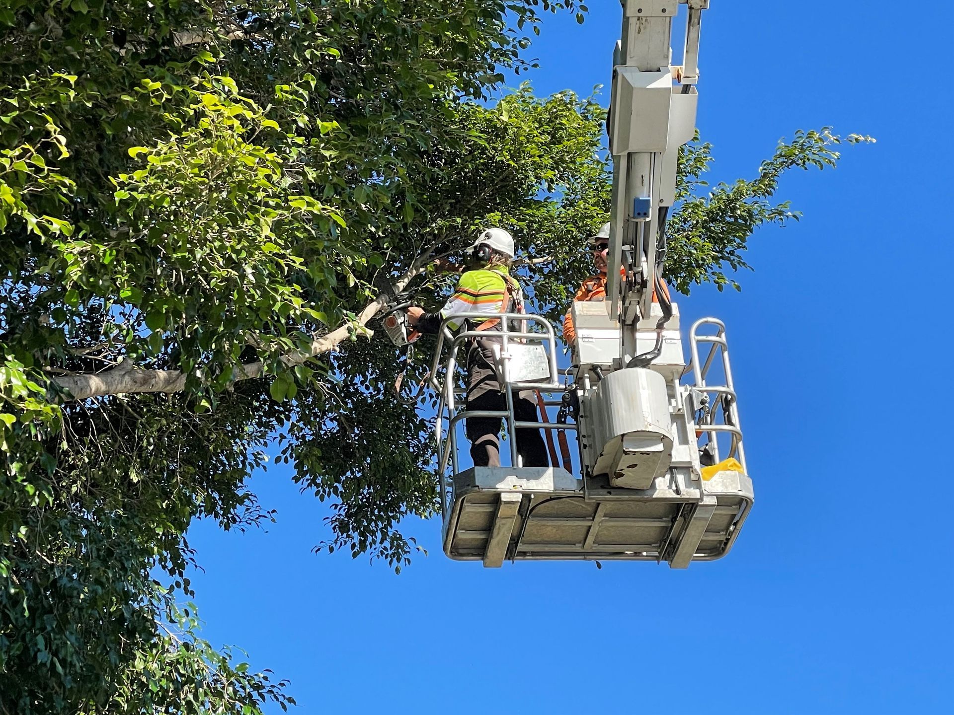 Tree Trimming Ipswich