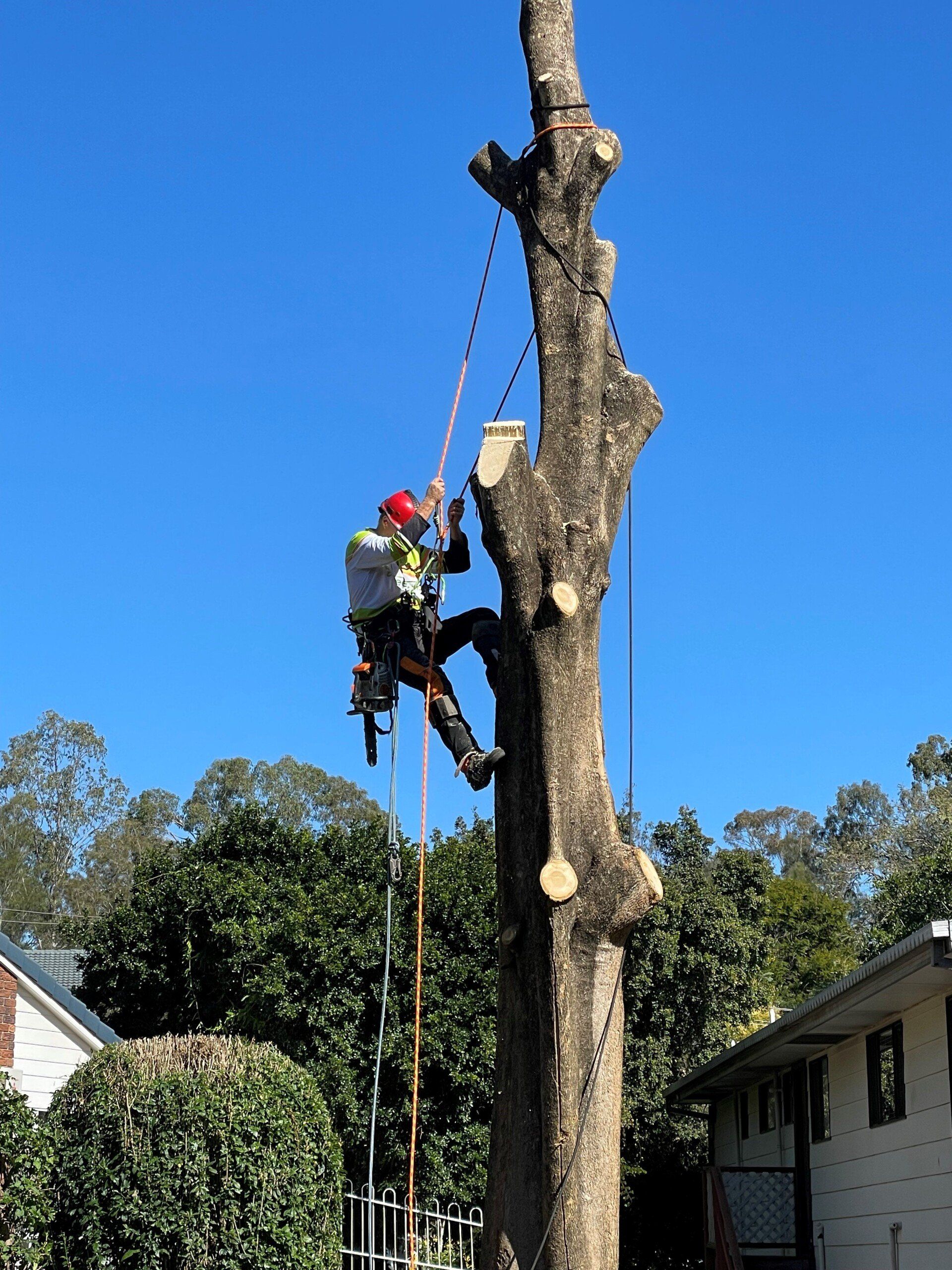 Discover The Key Differences Between an Arborist and a Treelopper