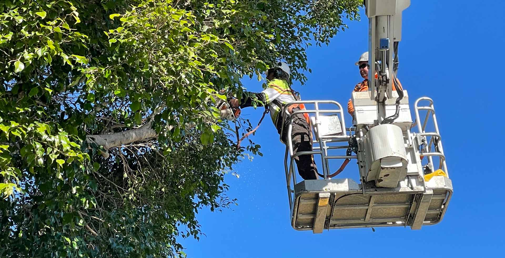 Expert Tree Services in South East QLD Tree Removal, Pruning, Emergency Response Call Treepeeps