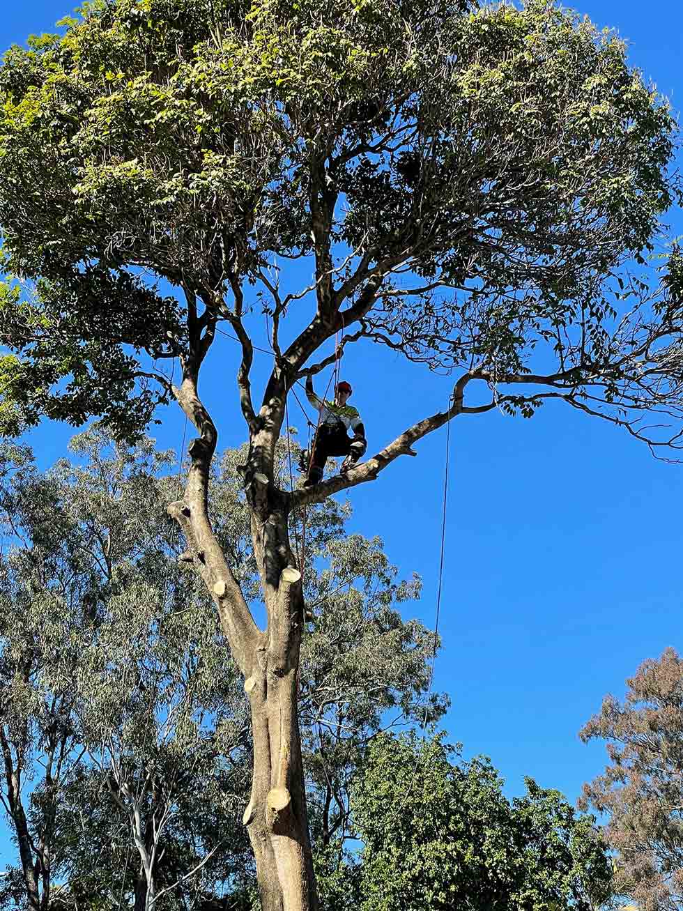 Free Tree Hazard Risk Assessment Treepeeps Tree Services