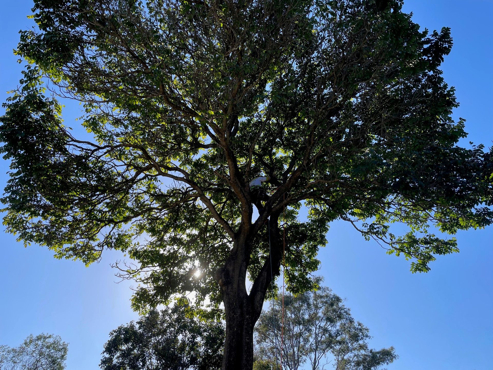 Finding A Tree Lopper In Logan Best Practices