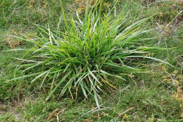 Tall Fescue
