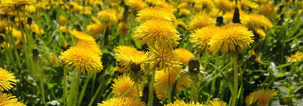 Dandelions