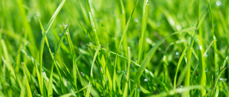 Custom Personalized Lawn Care at customer property