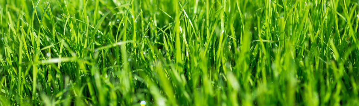 Green grass