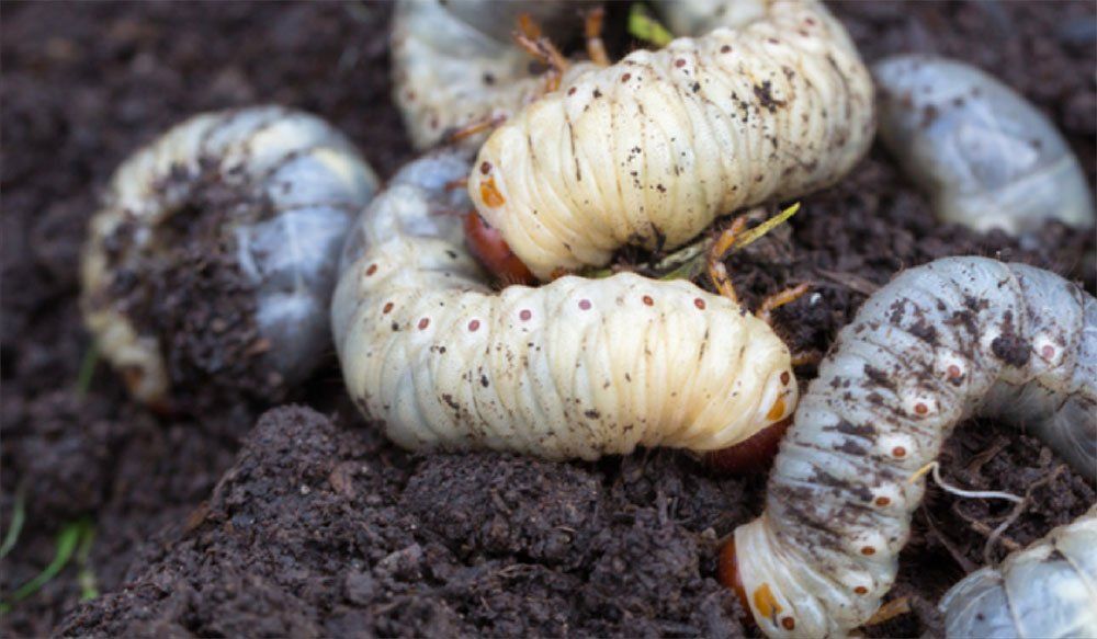 Grub Control Service