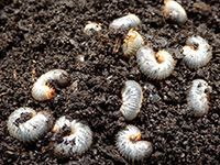 Grub Control