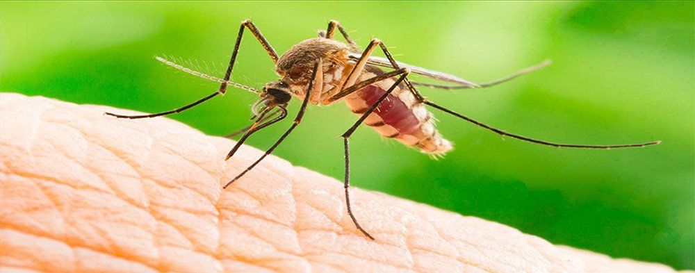 Mosquito Control Service