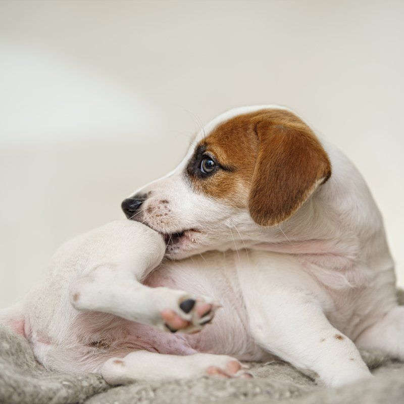 Flea & Tick Control