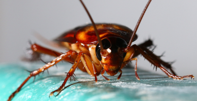 Roach