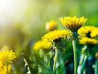 Lawn Weed Control - Dandelions