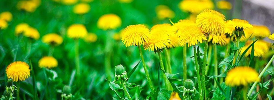 Weed Control & Fertilization Lawn Care