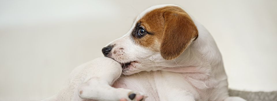Flea & Tick Control