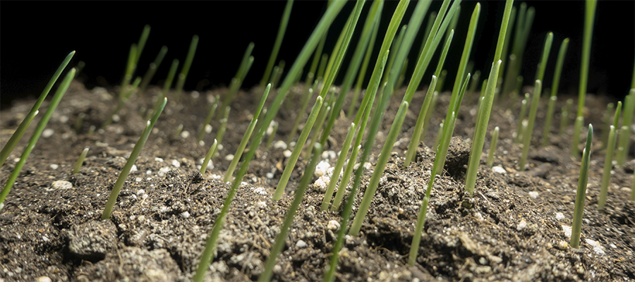 New Grass Growing