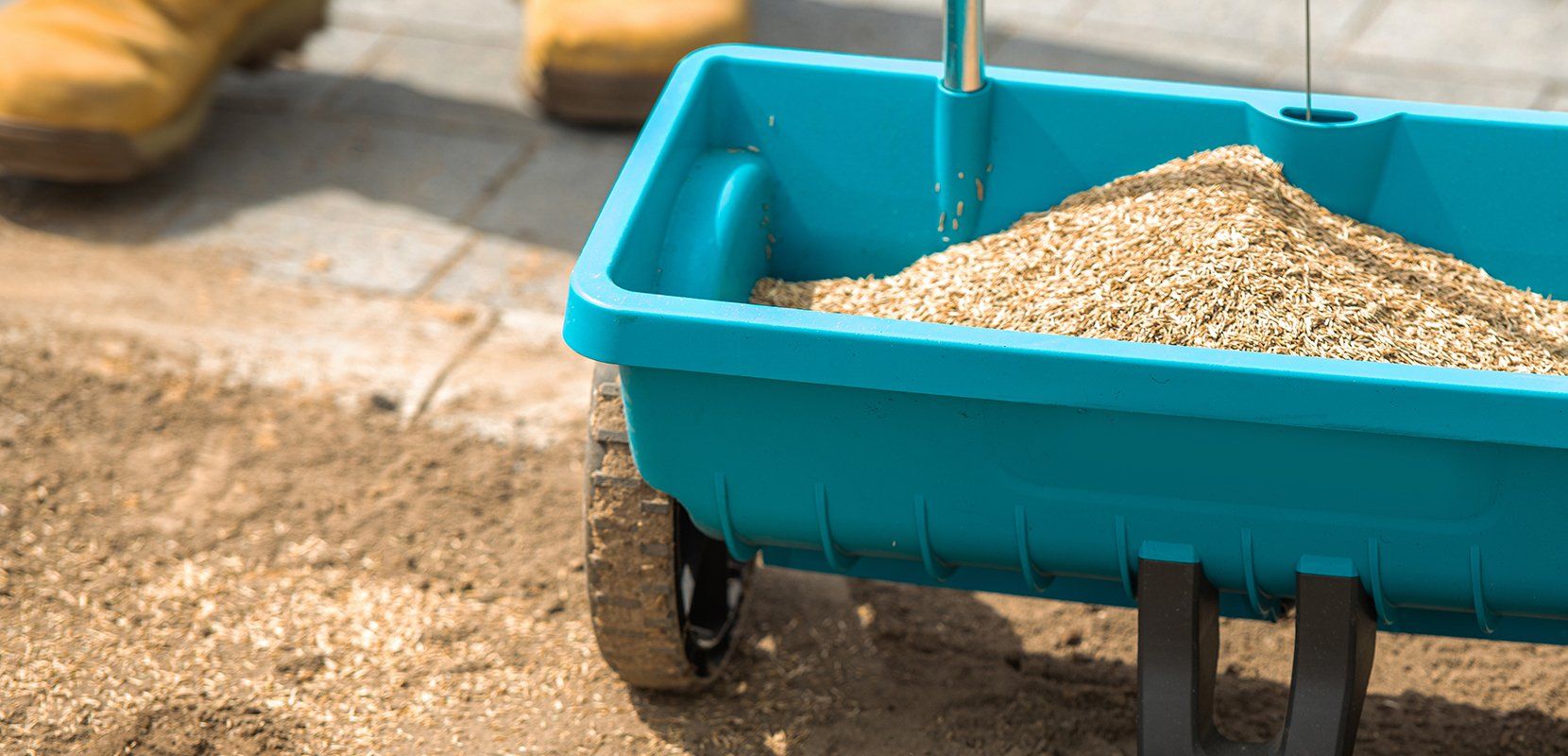 Grass seed