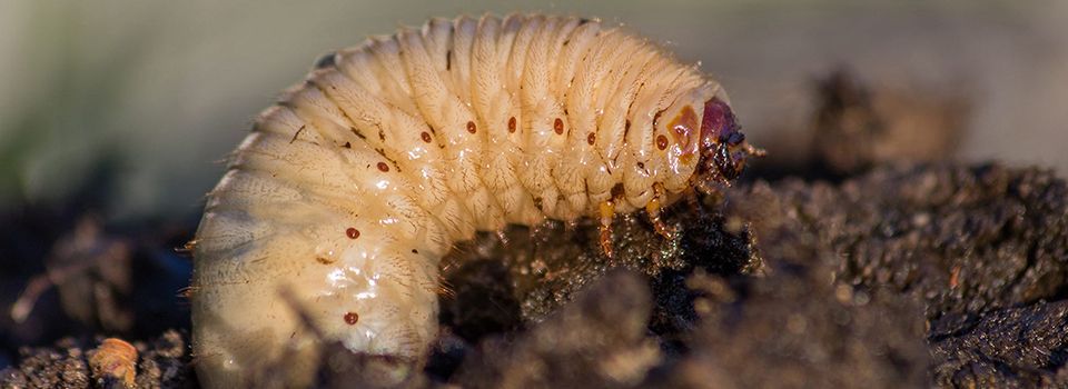 Grub Control Service