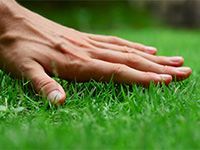 Lawn Analysis