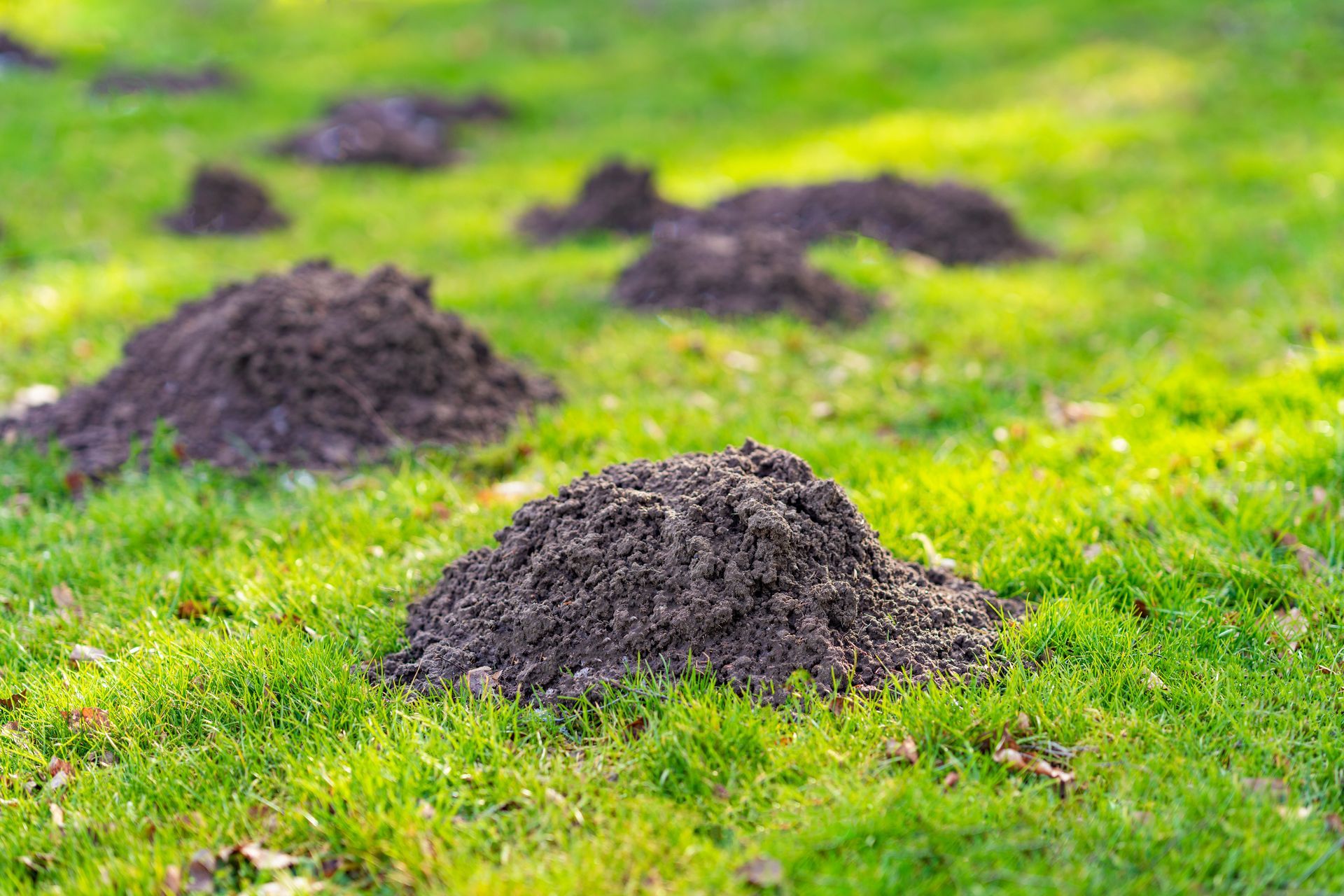 Ground Mole holes