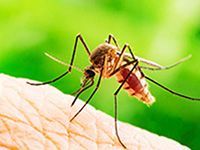 Mosquito Control