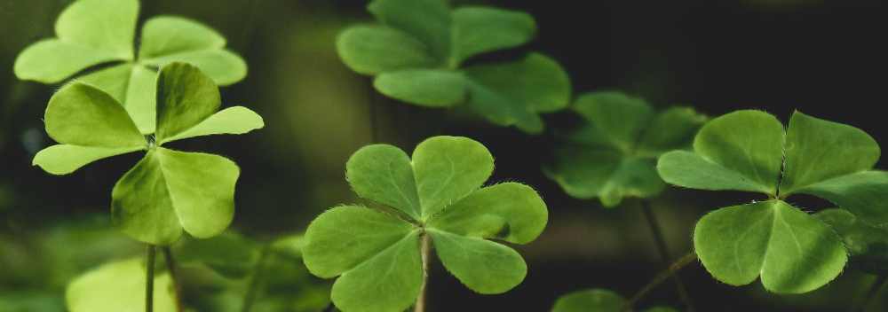 Clover
