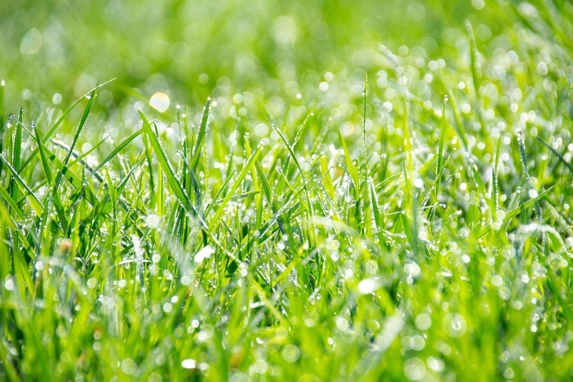 Healthy Lawn from Aeration