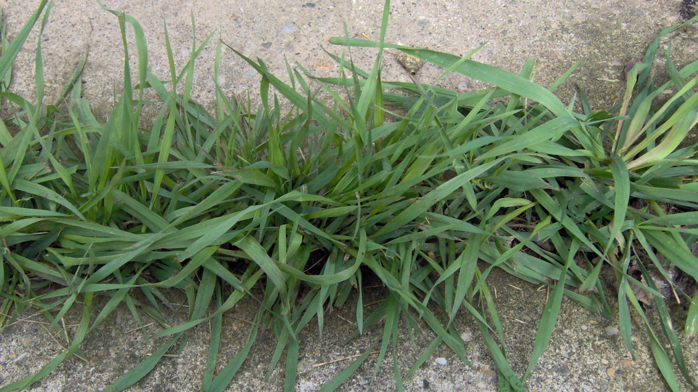 Quackgrass