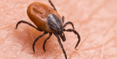 Tick on skin
