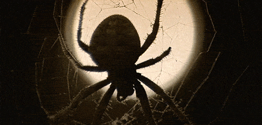 Spider lurking