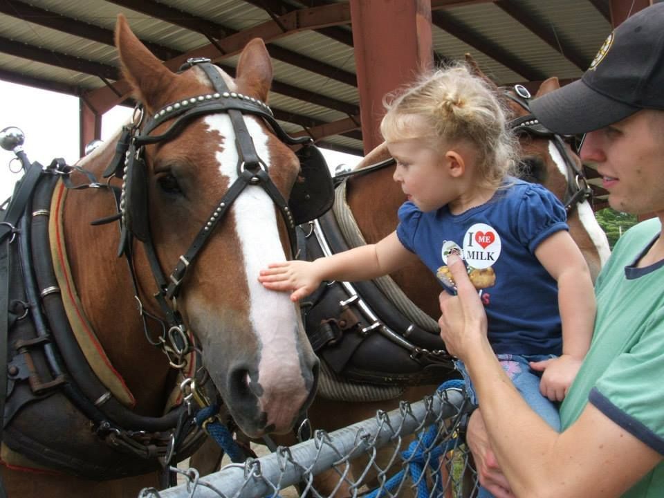 A young child being held up to pet the face of a brown draft horse wearing a leather harness under a metal structure.