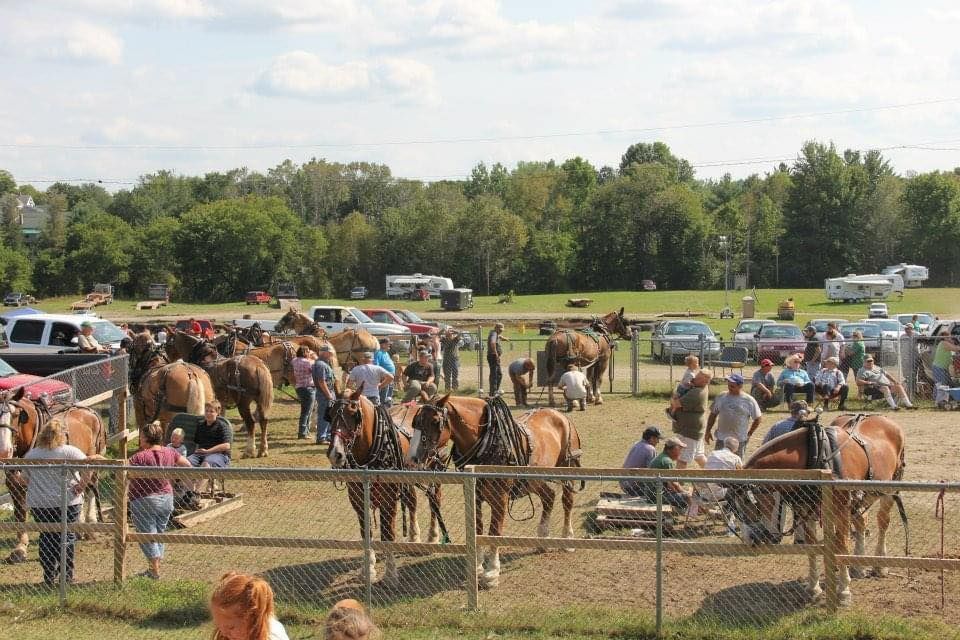 People stand around and interact with draft horses inside a fenced enclosure at an outdoor fairgrounds.