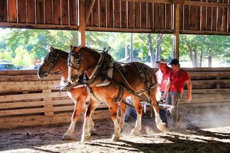 Two draft horses in harnesses pull a sled in an indoor arena, led by two people walking beside them on a dirt floor.