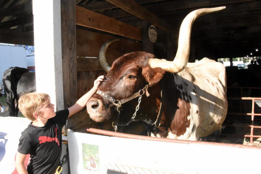 A child petting a large brown and white Texas Longhorn steer inside a barn.
