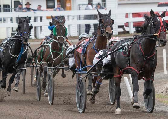 Harness race with four horses pulling sulkies on a dirt track, viewed from the front during a race.