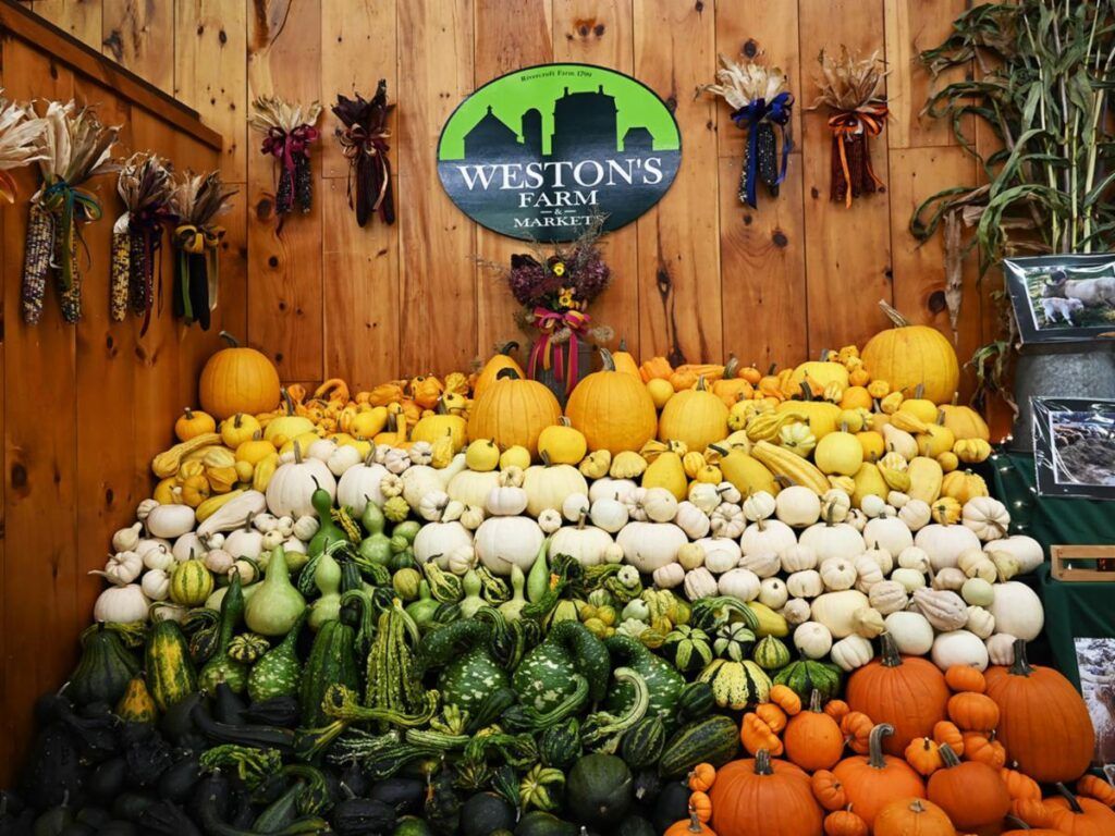 A vibrant display of assorted pumpkins, gourds, and squash stacked against a rustic wooden wall at Weston's Farm Market.