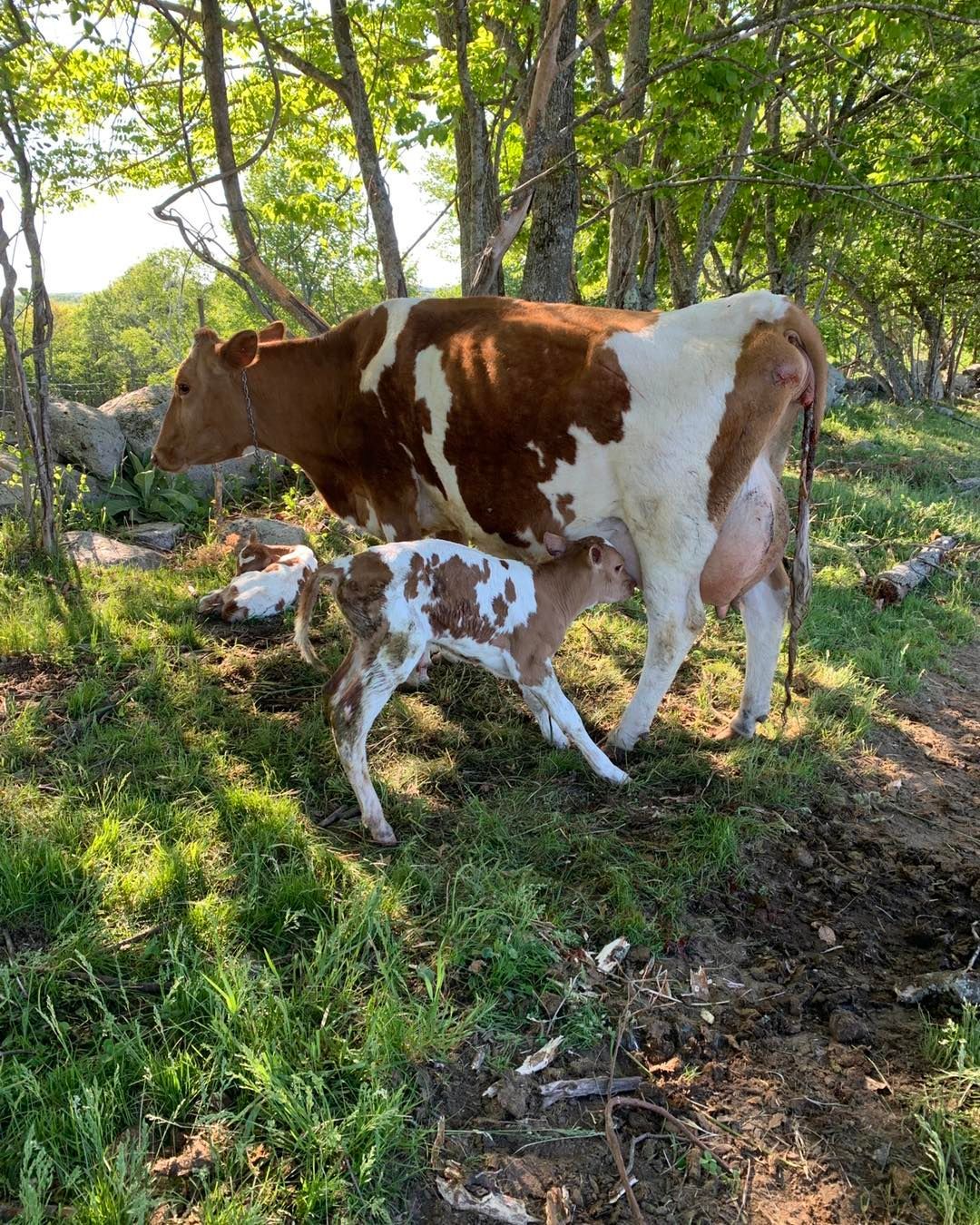 A brown and white cow stands in a sunny, wooded pasture, nursing its small, patterned calf.