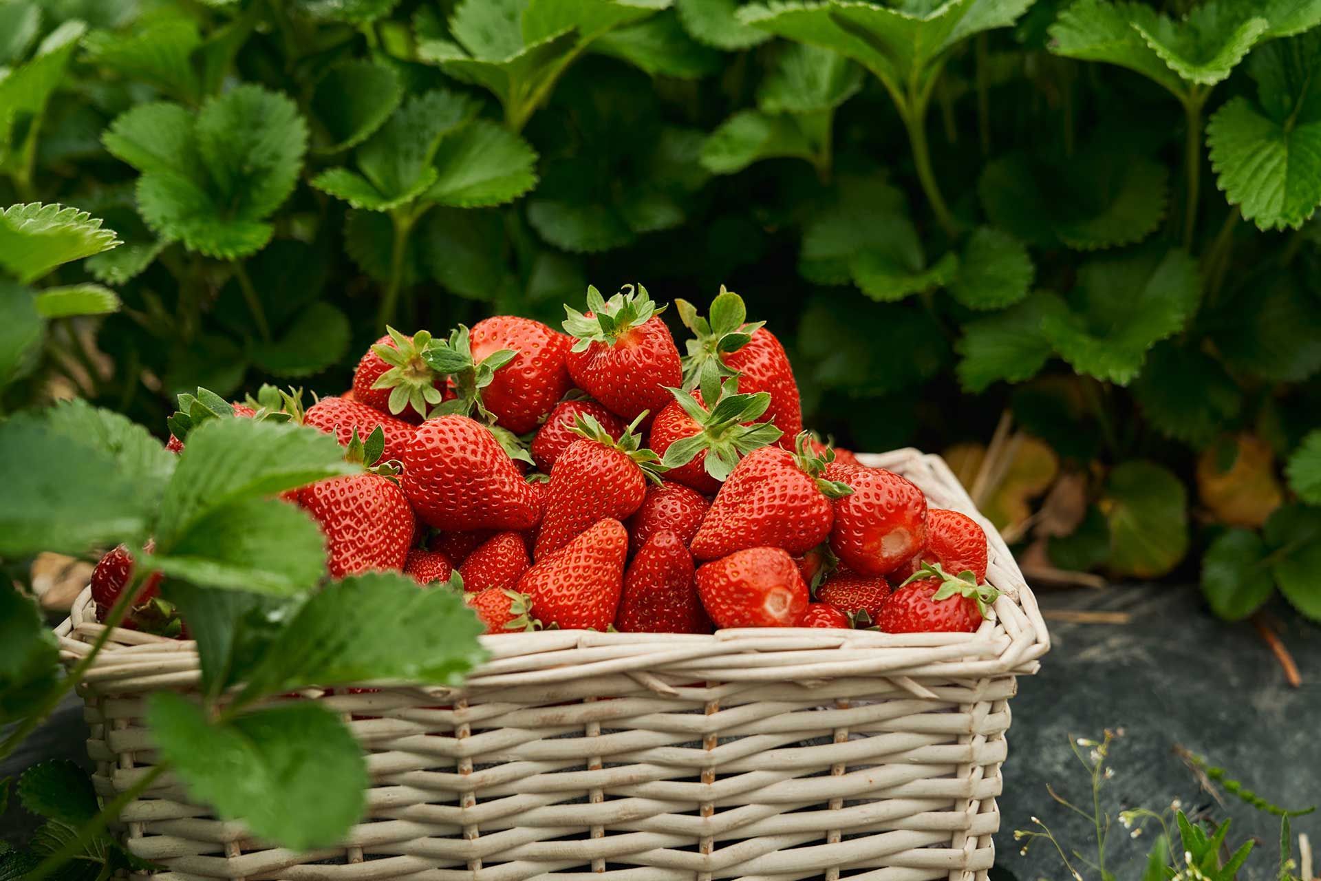 A wicker basket filled with freshly picked red strawberries sits in a garden patch surrounded by green leaves.