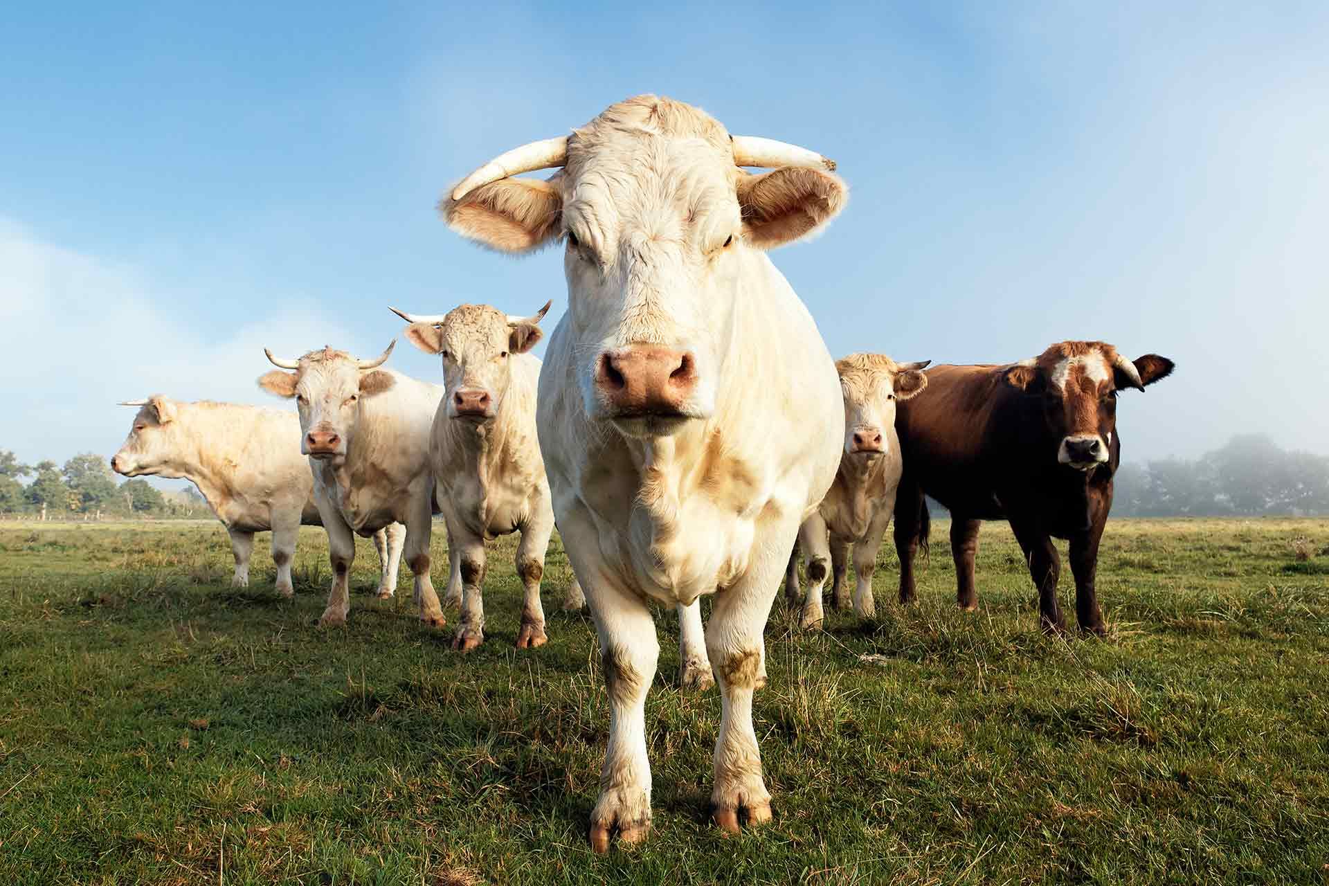 A group of white cows and one brown cow standing in a grassy field under a bright, misty sky.