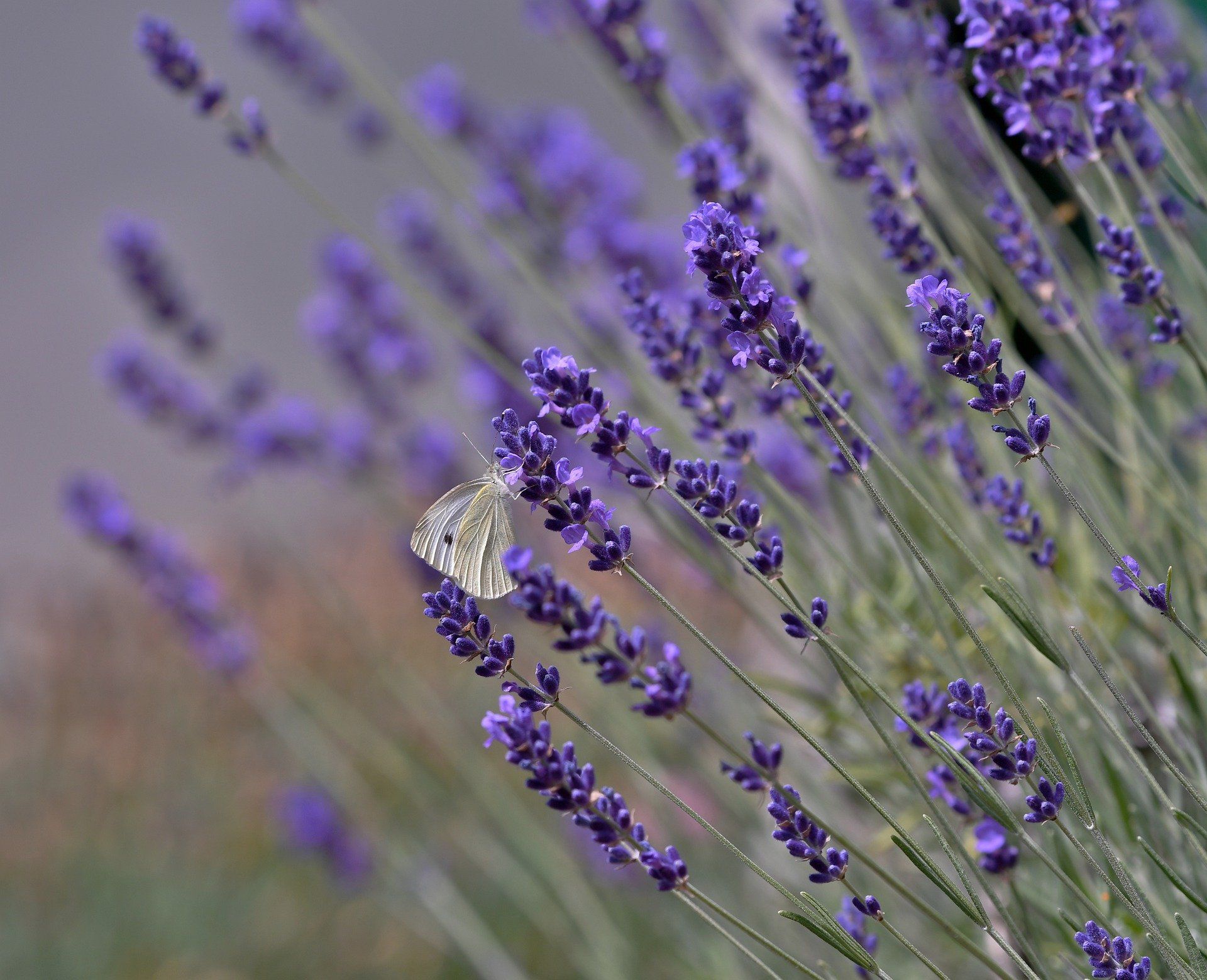 Foto von Lavendel