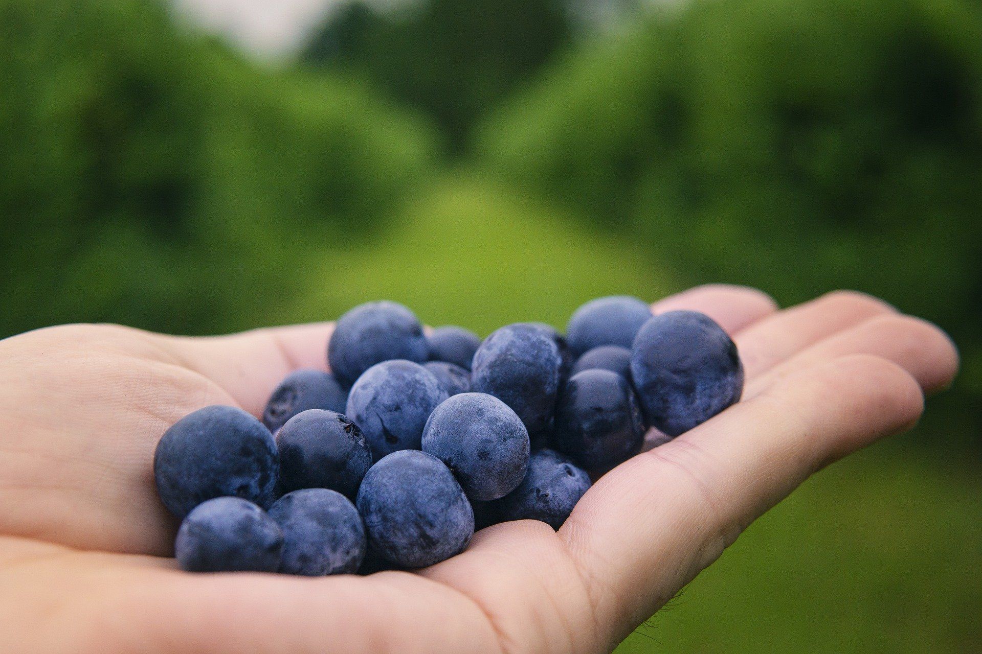 Rote Beeren auf Frauenhand