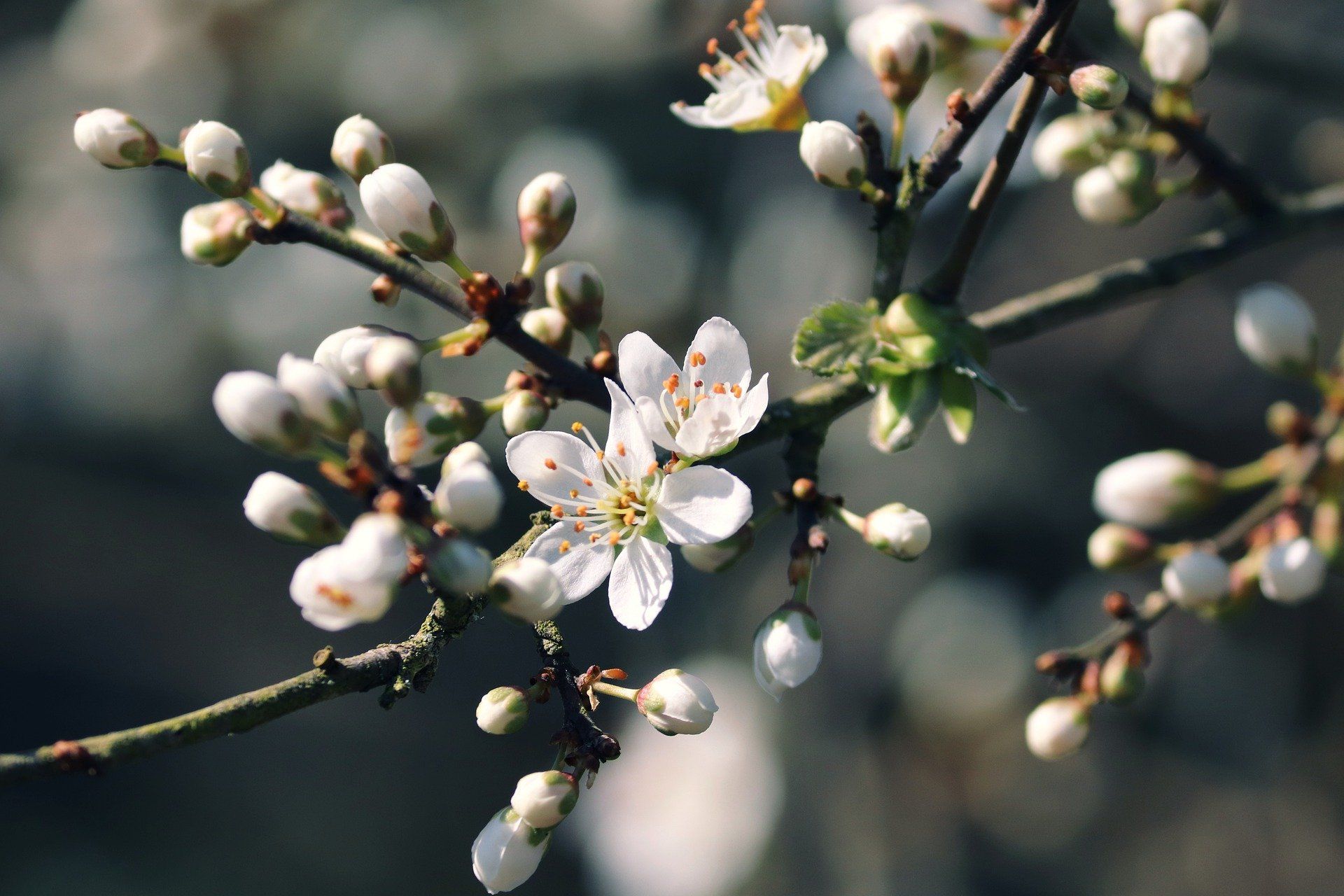 Schlehenblüte kurz vor dem aufgehen