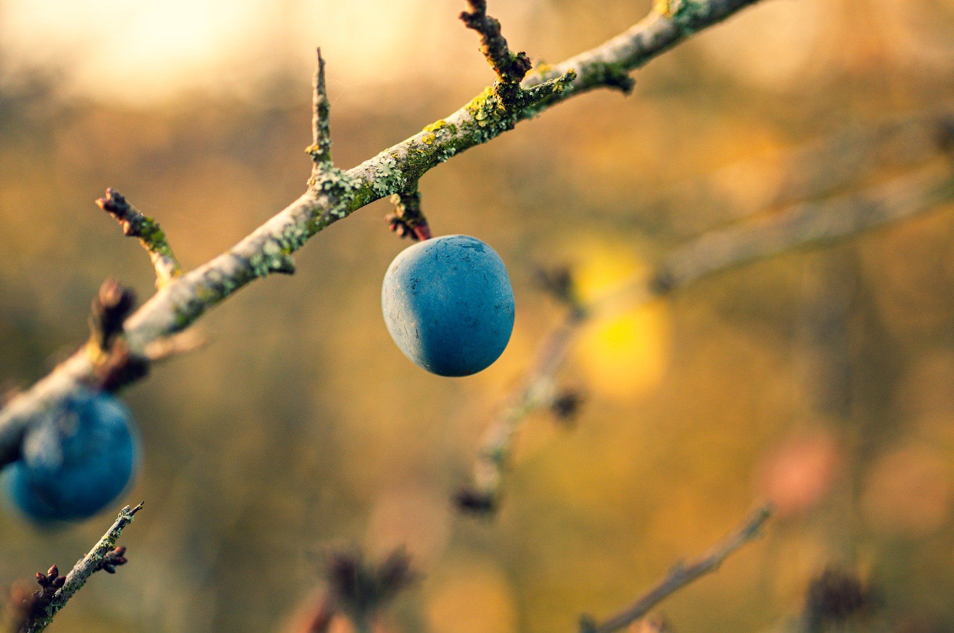 Schlehebeere an Ast