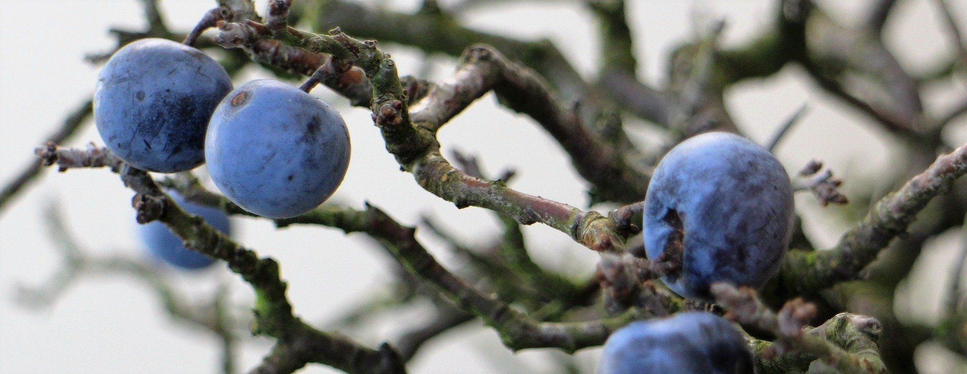 Schlehenbeeren am Strauch