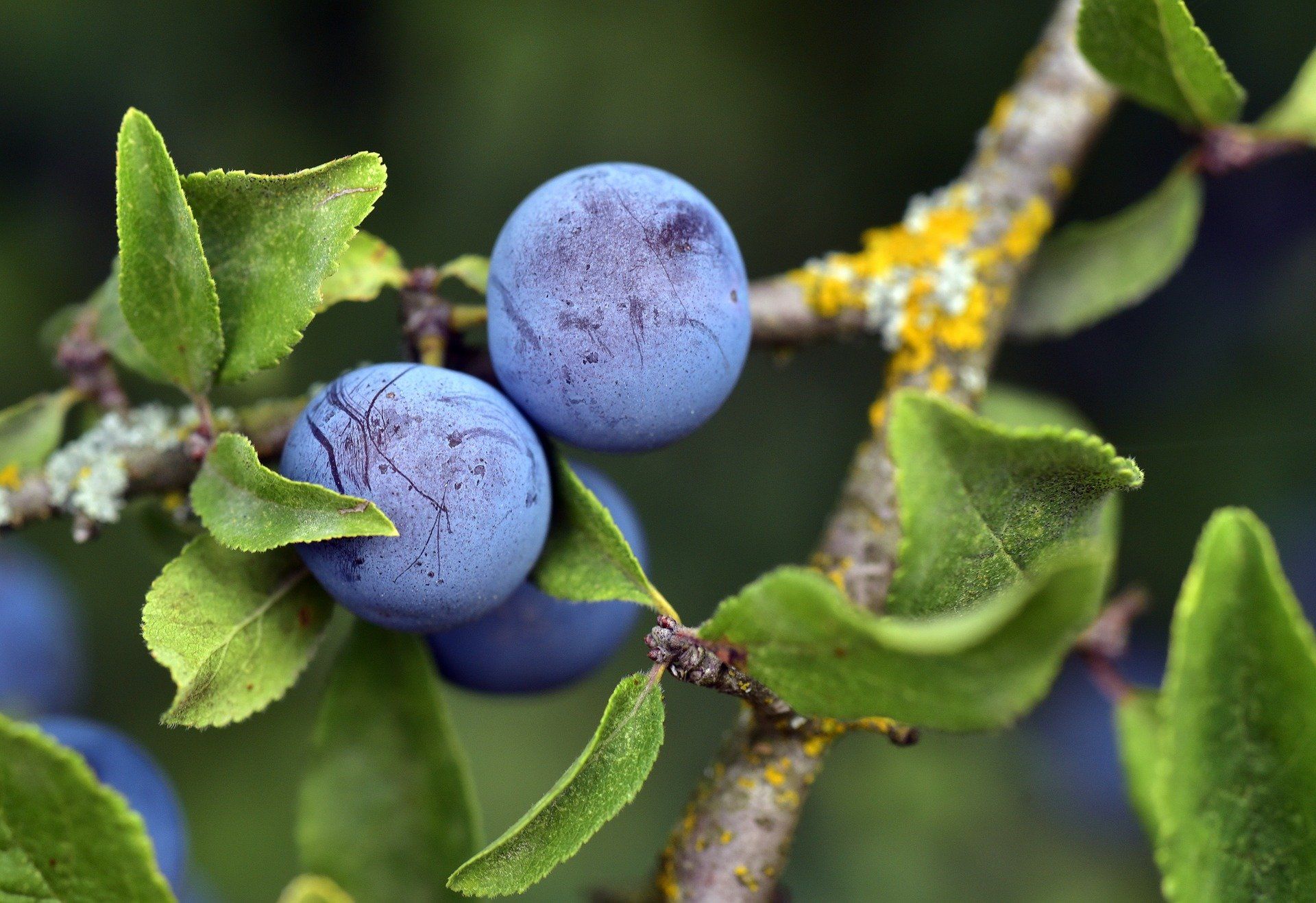Schlehenbeeren an Ast mit Blättern