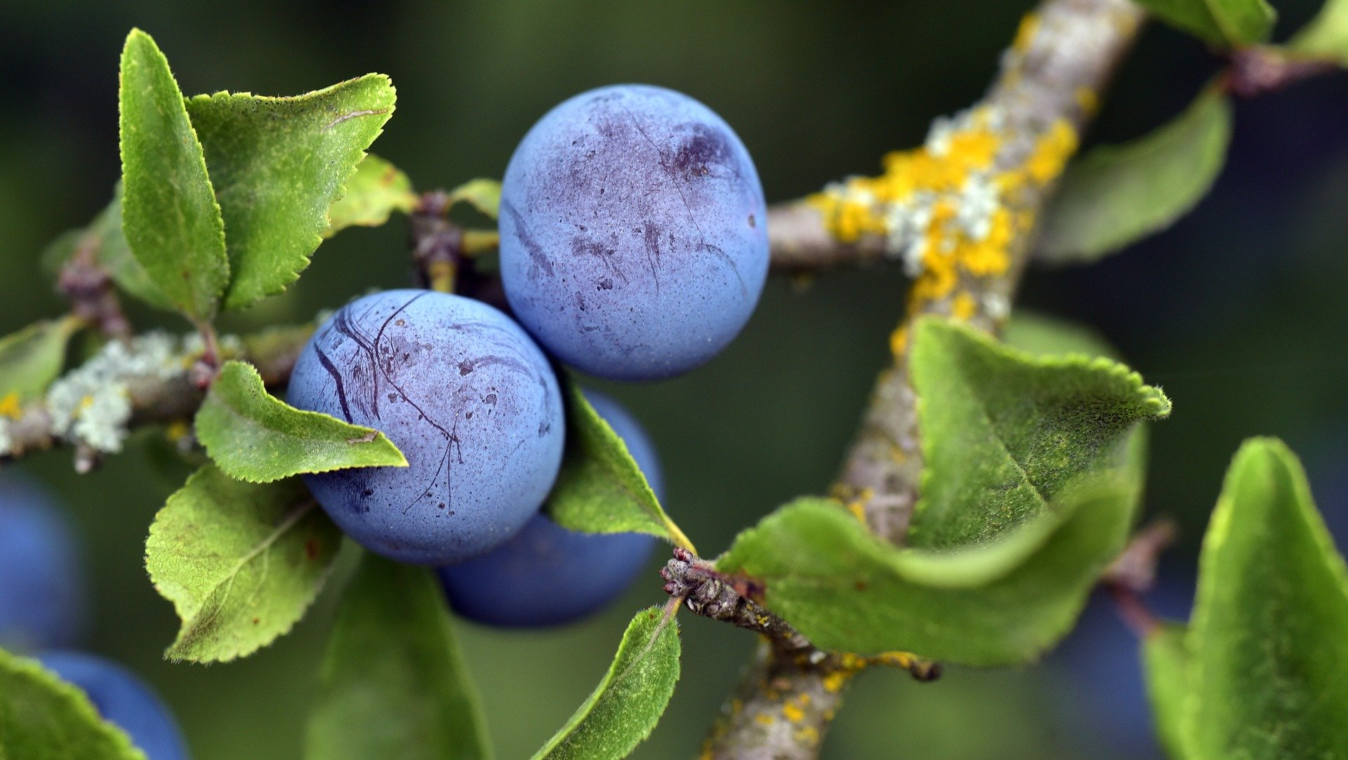 Schlehe oder Schwarzdorn mit Blättern und Beeren